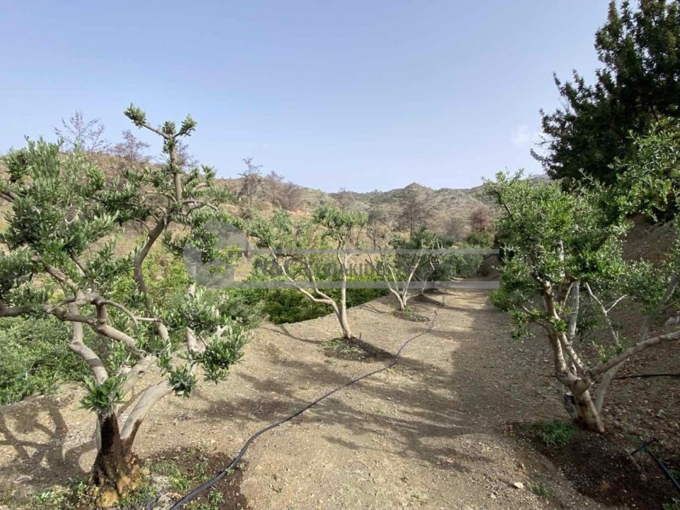 Photo #6 Agriculture land for sale in Cyprus, Ora