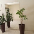 Photo #2 Apartment for sale in Cyprus, Larnaca - City center